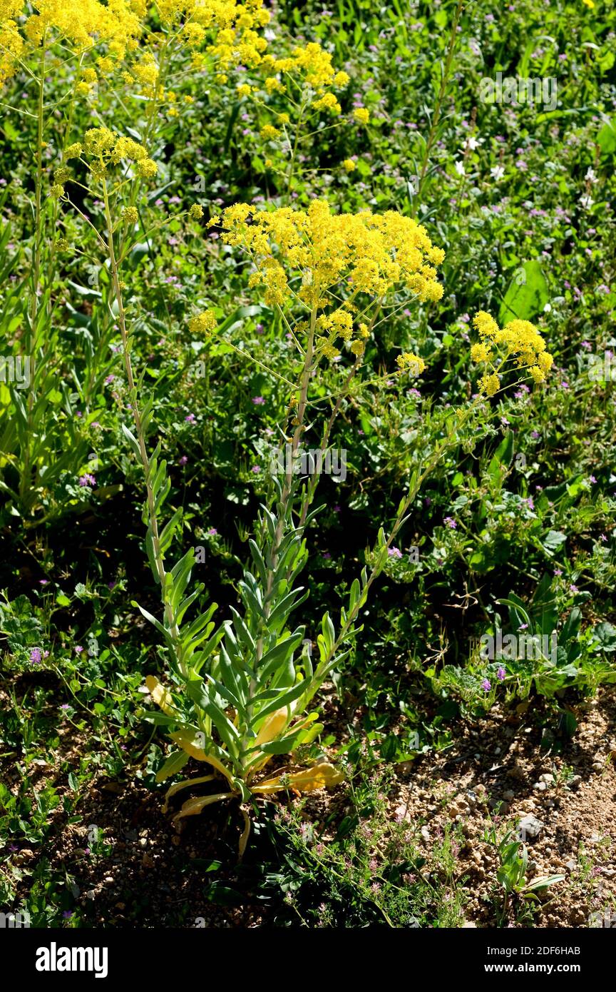 Woad plant isatis tinctoria hires stock photography and images Alamy