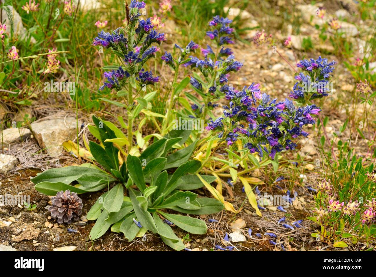 Blueweed or viper bugloss (Echium vulgare) is a biennial or perennial herb native of Europe and Asia. This photo was taken in Andorra Pyrenees. Stock Photo