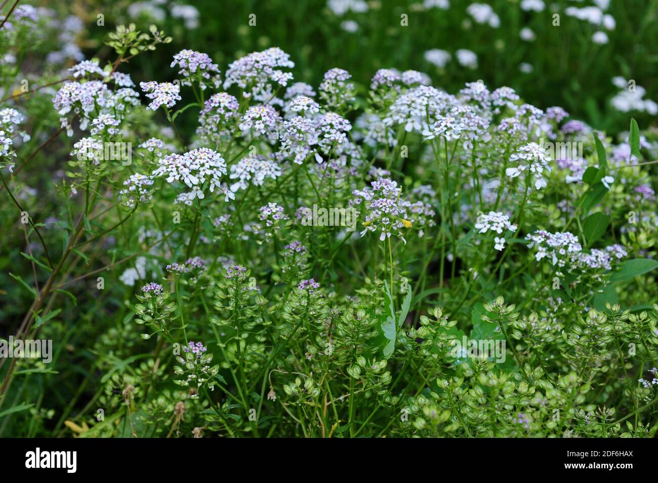Iberis amara is a medicinal herb native to south Europe and north Africa. Stock Photo