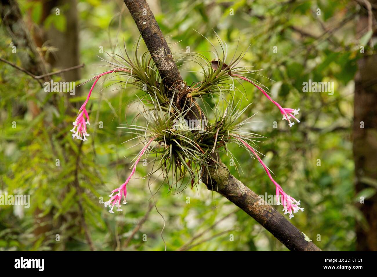 Tillandsia tenuifolia hi-res stock photography and images - Alamy