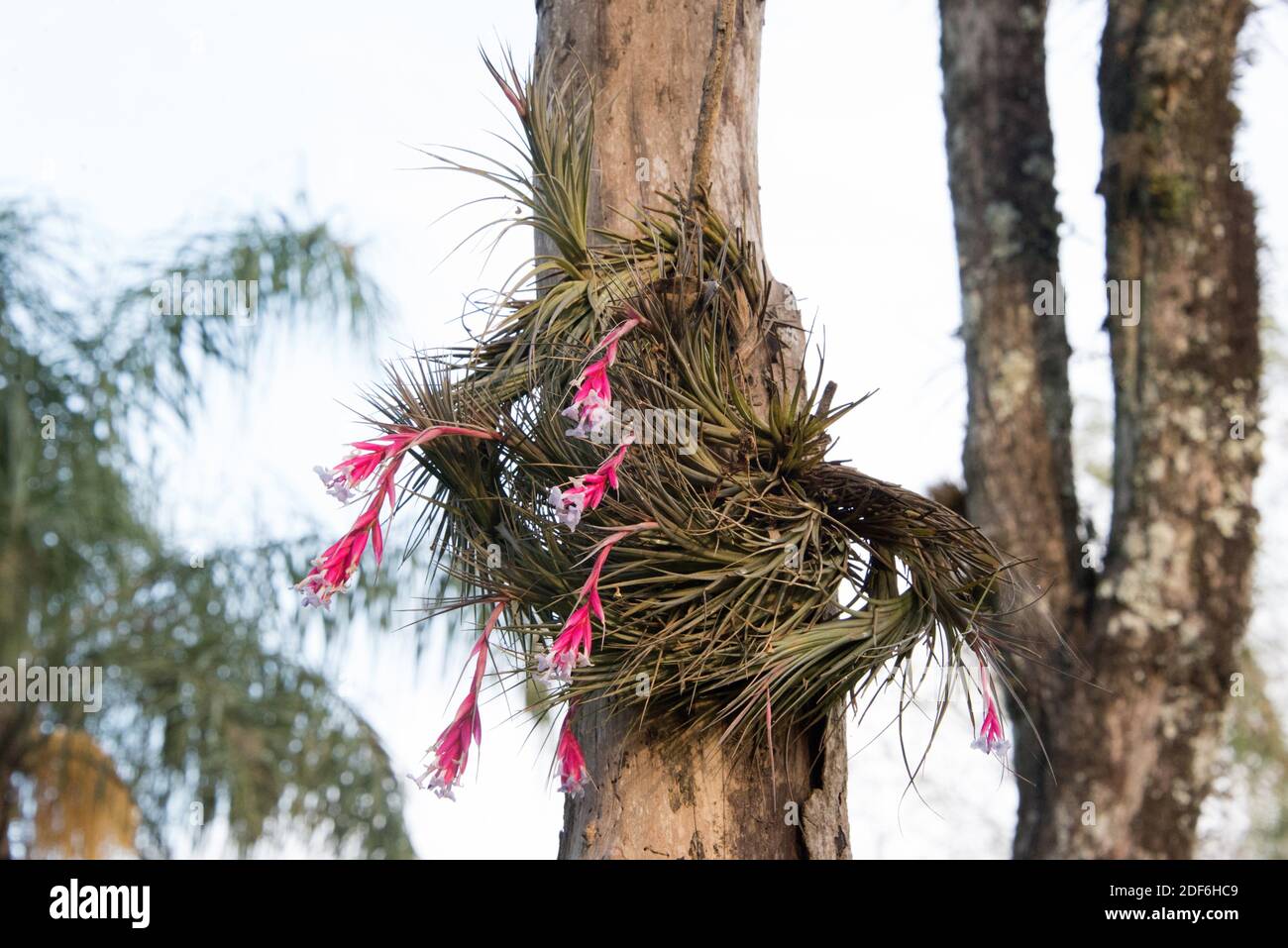 Tillandsia airplant hi-res stock photography and images - Alamy