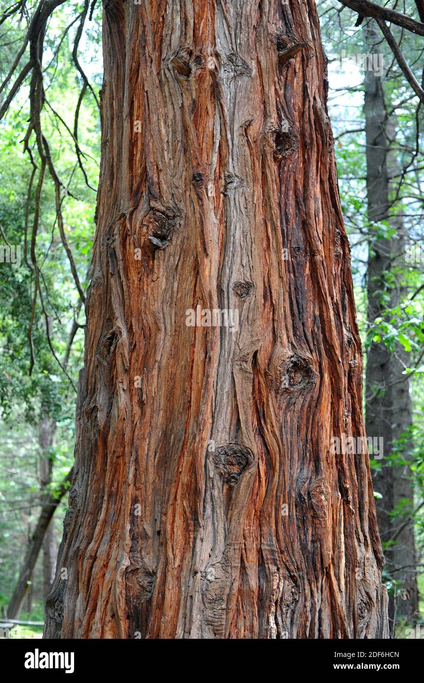 California incense cedar (Calocedrus decurrens or Libocedrus decurrens
