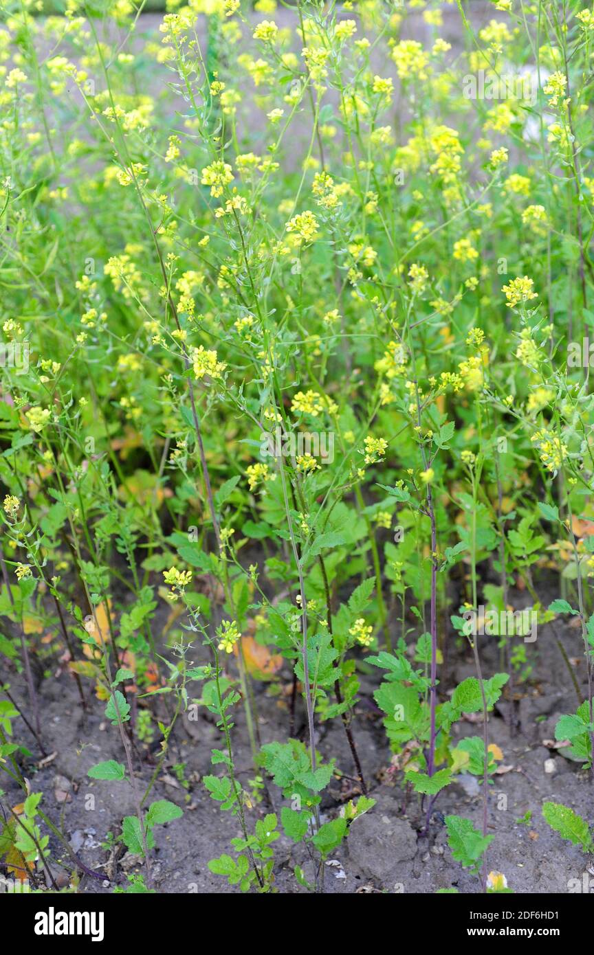 White mustard (Sinapis alba) is an annual herb native to Europe, north