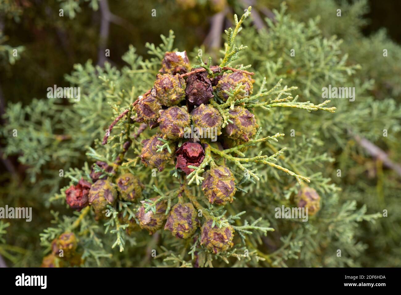 Arizona cypress (Cupressus arizonica) is a evergreen tree native to northwest Mexico and southwest USA. Cones and scale-like leaves detail. Stock Photo