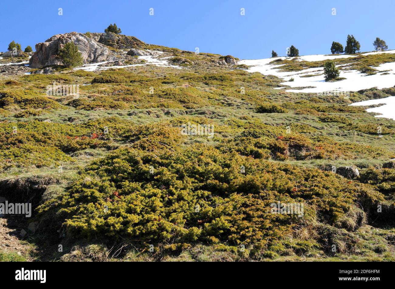 Alpine juniper (Juniperus communis alpina or J. communis nana) is a evergreen prostrate shrub native to subarctic regions of Europe and North Stock Photo