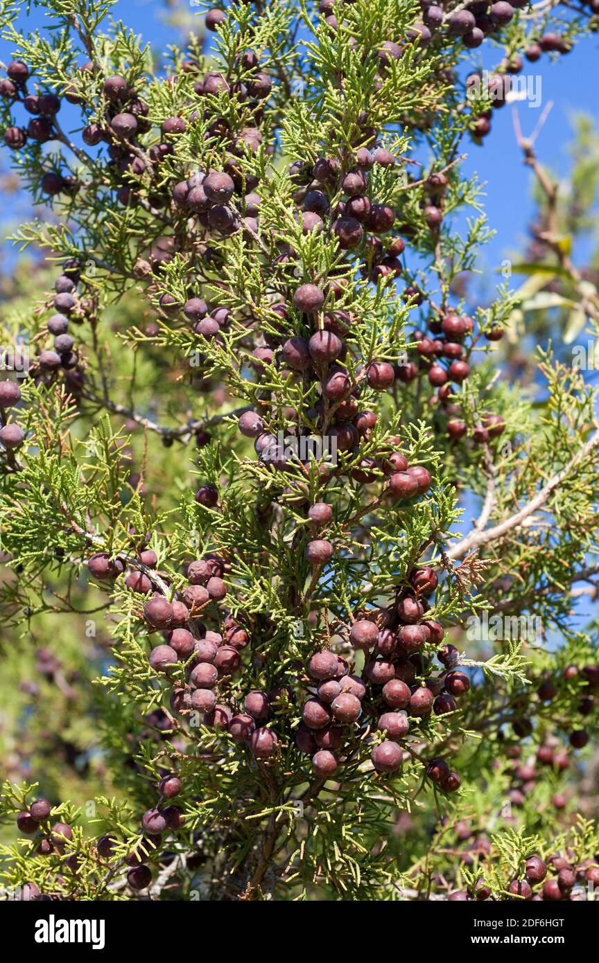Phoenicean juniper or arar (Juniperus phoenicea) is a shrub native to