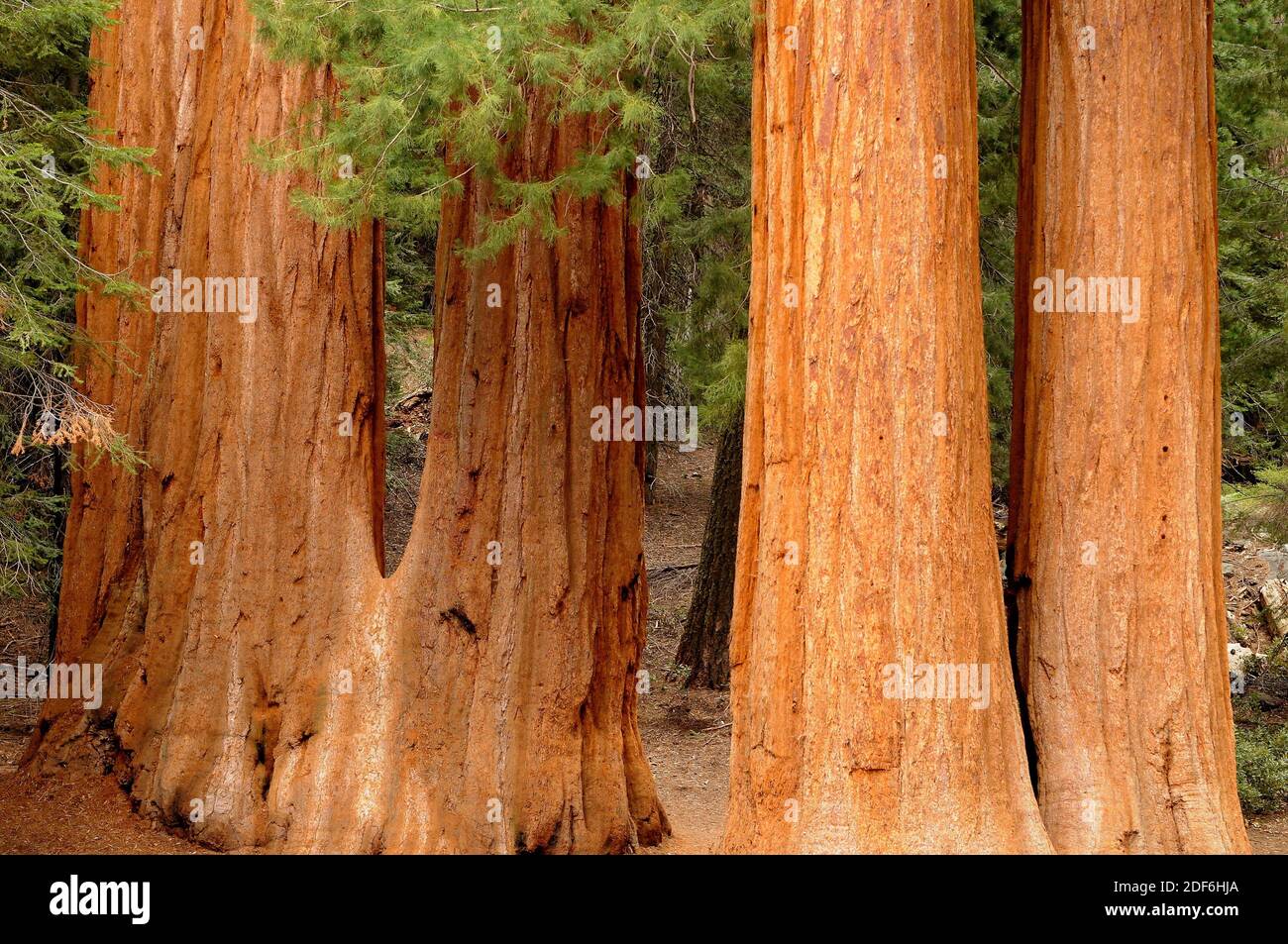 Giant sequoia or giant redwood (Sequoiadendron giganteum) is a big tree native to Sierra Nevada