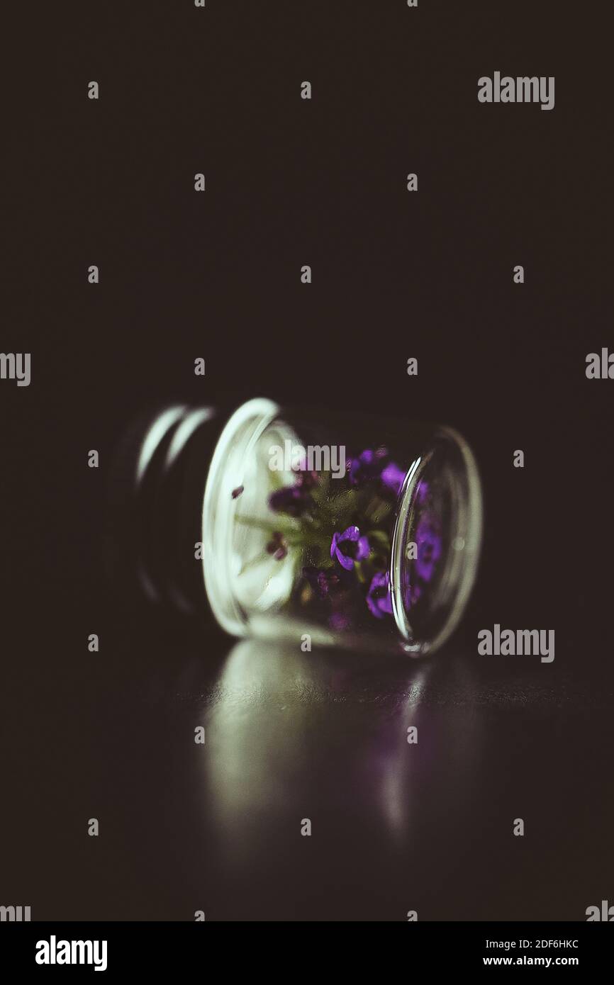 Tiny purple flowers in a small glass bottle. Stock Photo