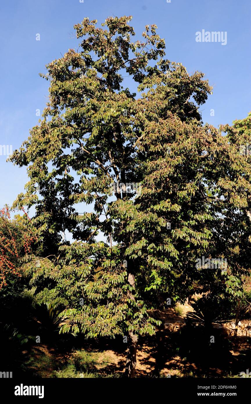 Diospyrus lotus hires stock photography and images Alamy