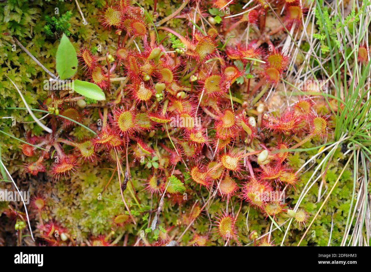 Common sundew or round-leaved sundew (Drosera rotundifolia) is a carnivorous plant with a circumboreal distribution but present in the mountains of Stock Photo