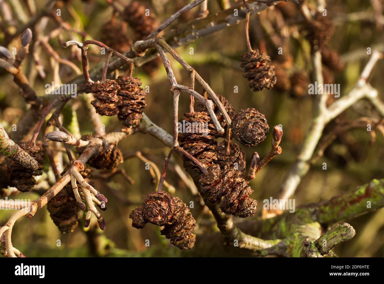 In autumn the seed cones of the Common Alder are packed with small winged seeds that are eagerly sought by many birds, particularly Goldfinch. Stock Photo