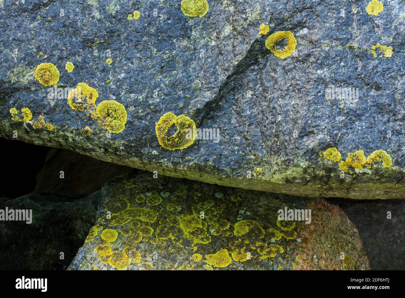 Commonest of the Yellow Lichens, Golden Crust is highly tolerant to salt and will thrive on rocks and trees close to the high tide mark. Stock Photo