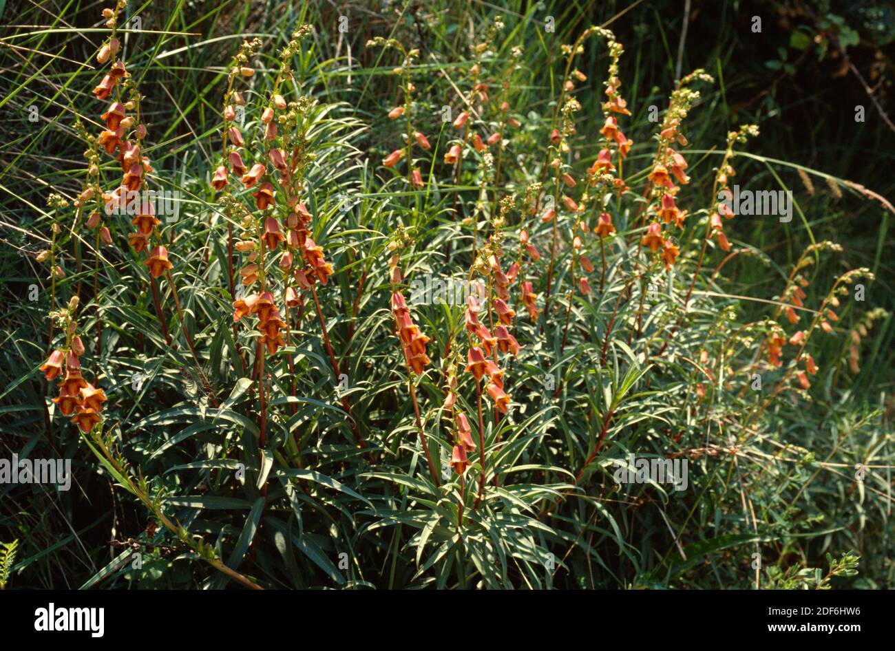 Sunset foxglove (Digitalis obscura) is a perennial herb native