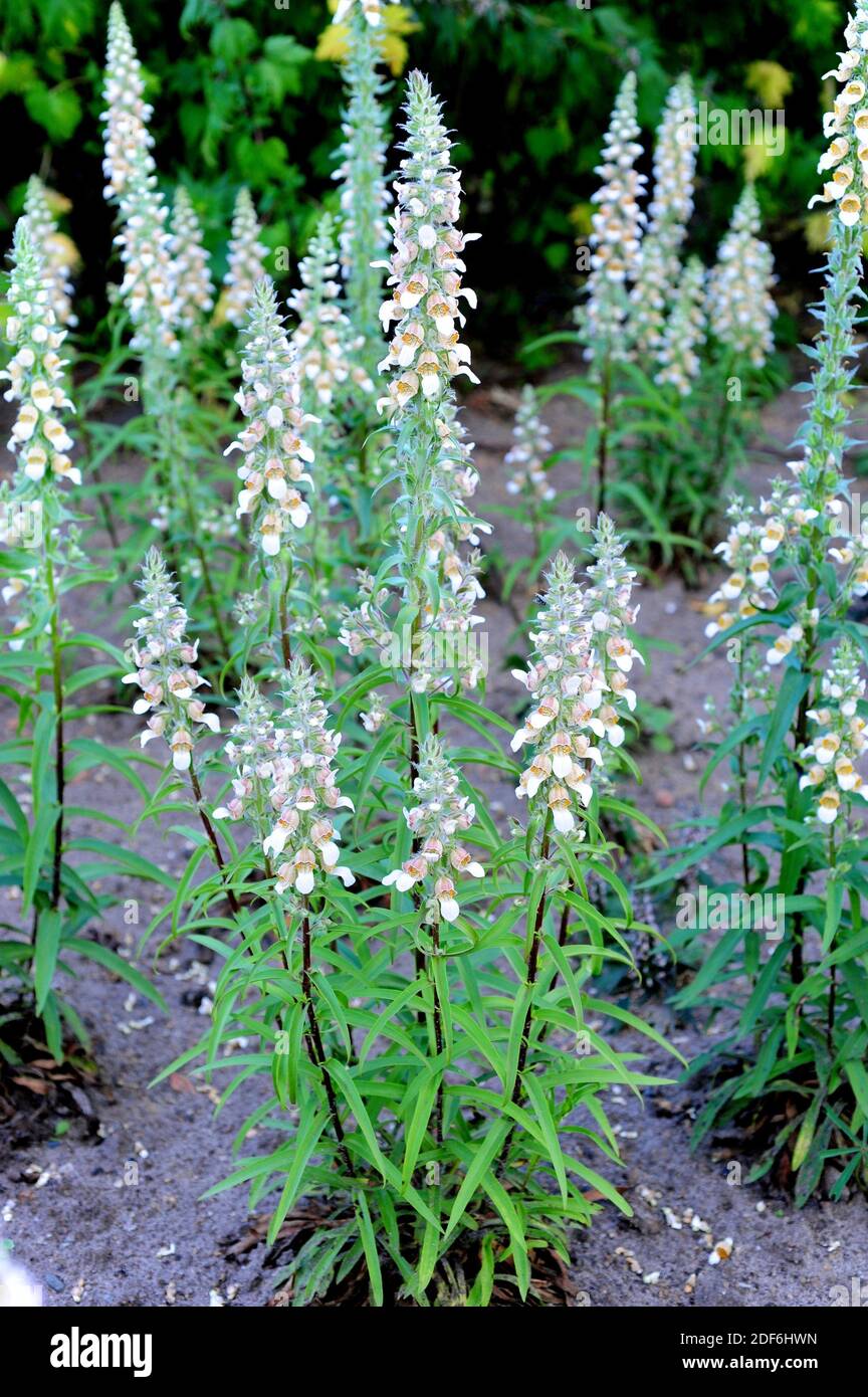 Digitalis scrophulariaceae hires stock photography and images Alamy