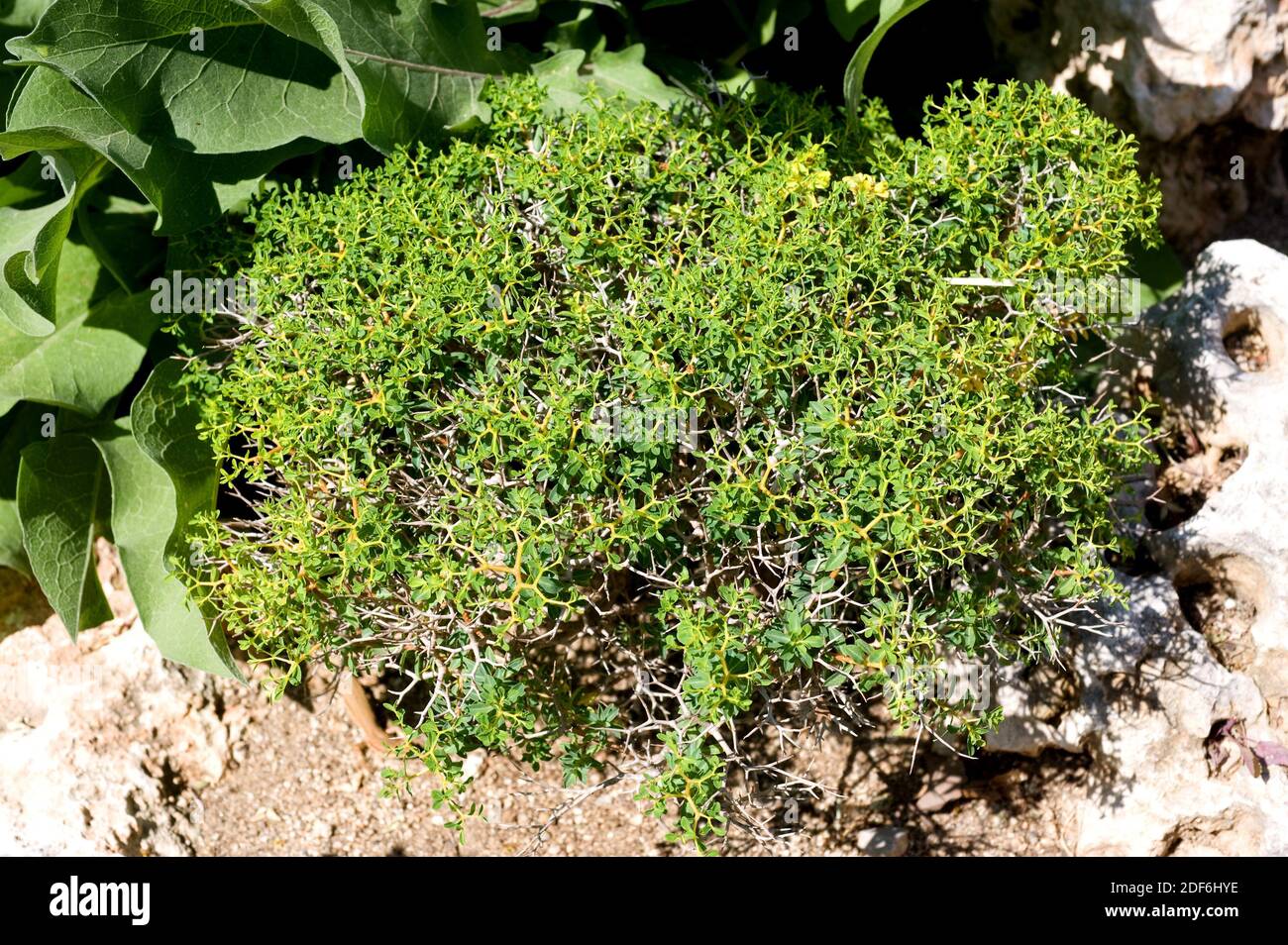 Spiny spurge (Euphorbia acanthothamnos) is a thorny shrub endemic to Greece. Stock Photo
