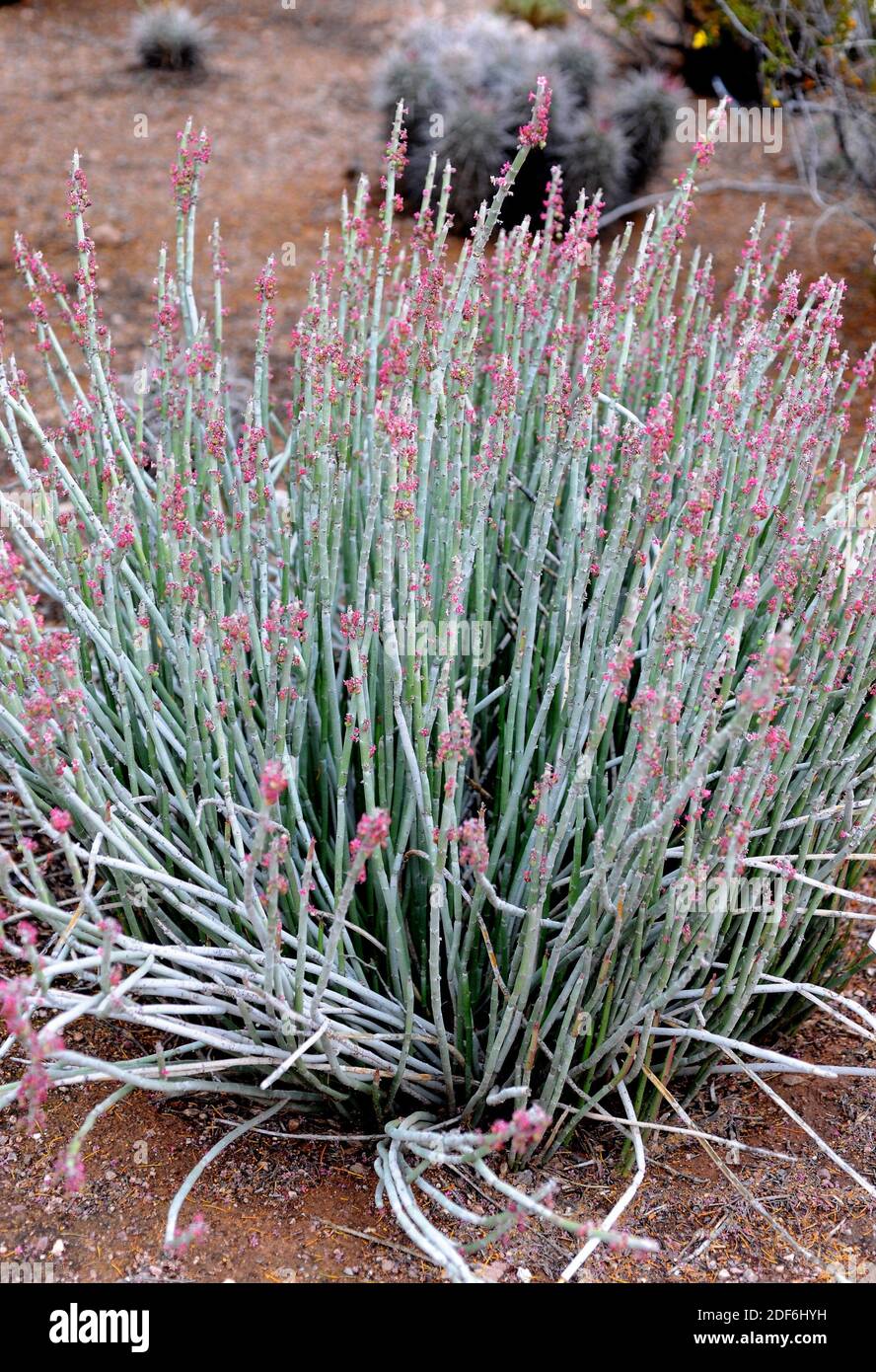 Candelilla or wax plant (Euphorbia antisyphilitica) is a leafless shrub native to southwestern