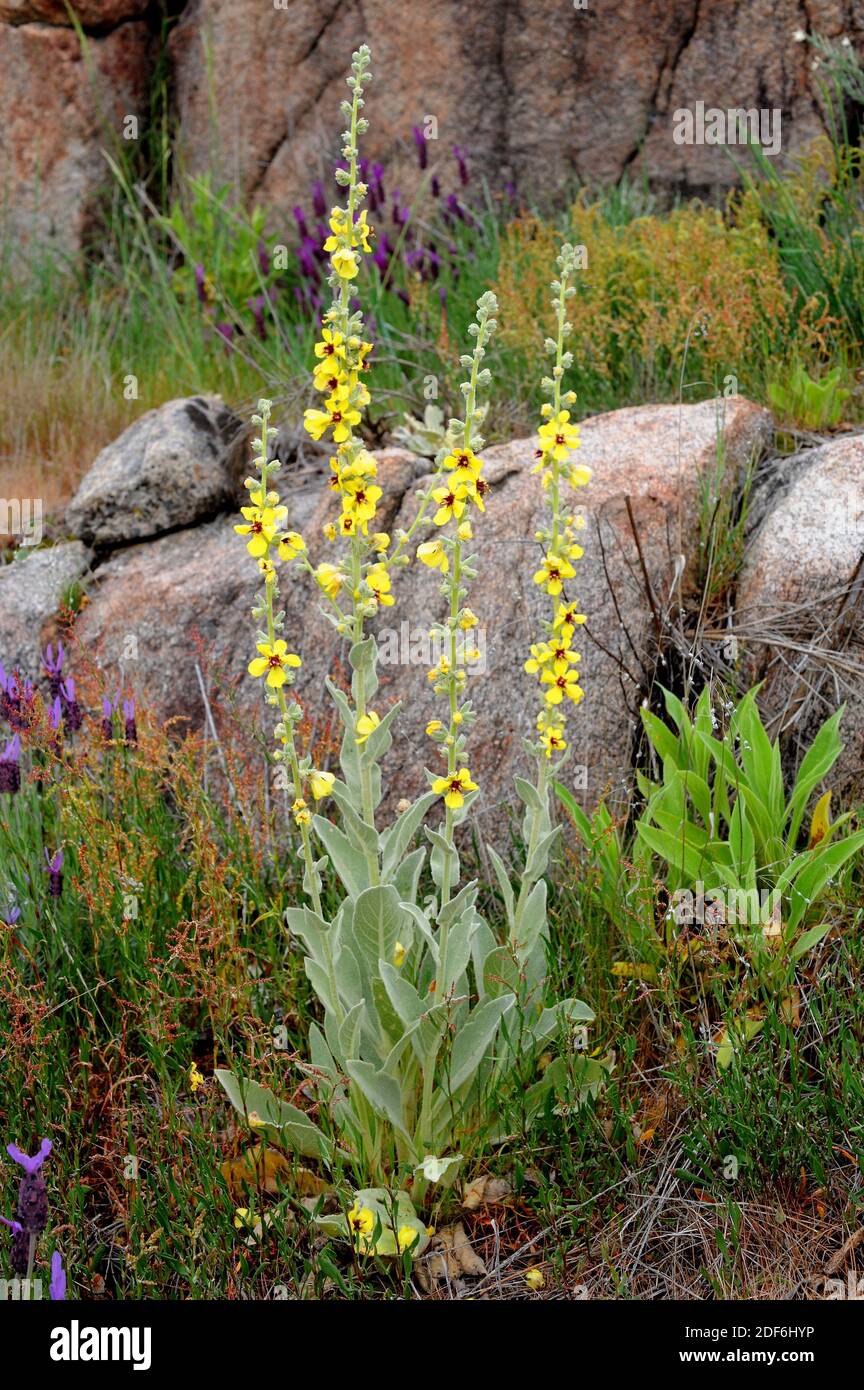 Common mullein (Verbascum thapsus) is a biennial plant native to Europe,  north Africa and Asia. This photo was taken in Sierra de Gredos, Avila  Stock Photo - Alamy