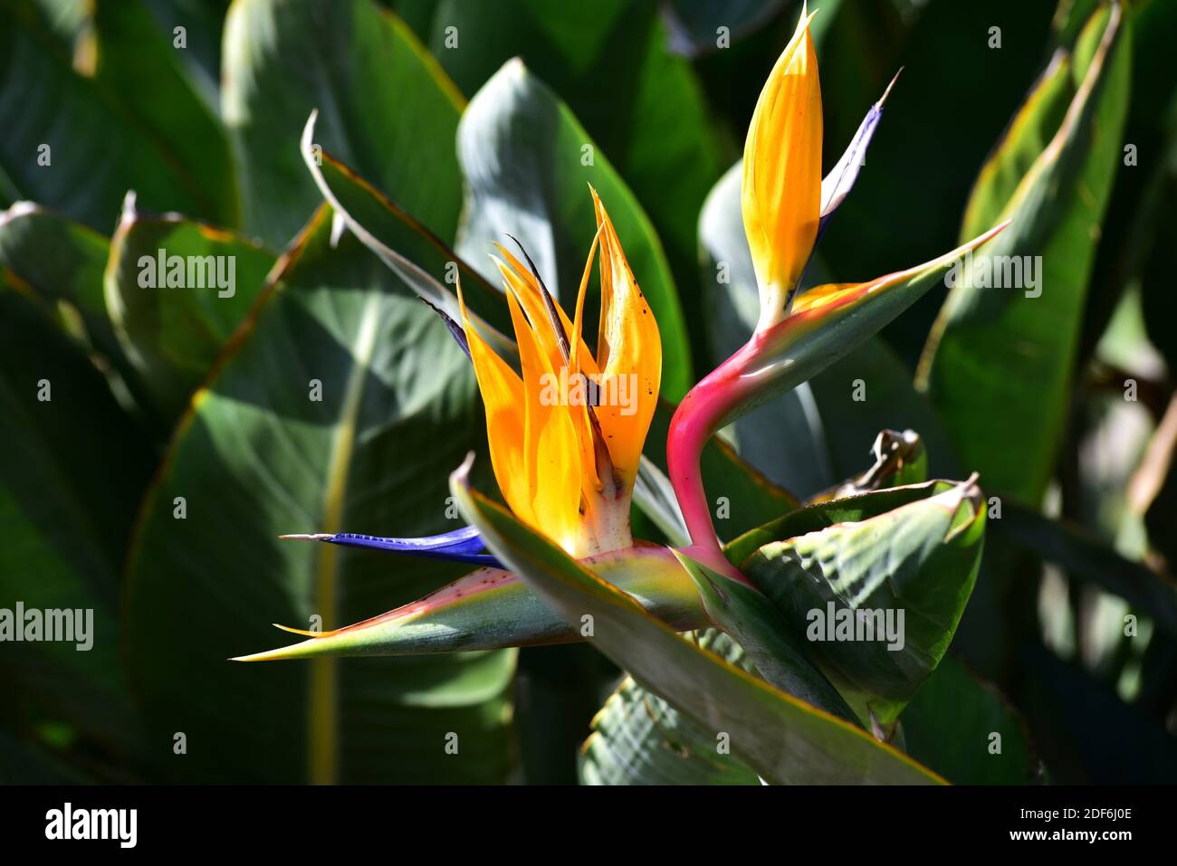 Bird of paradise (Strelitzia reginae) is a ornamental herb native to South Africa. Flowers detail. Stock Photo