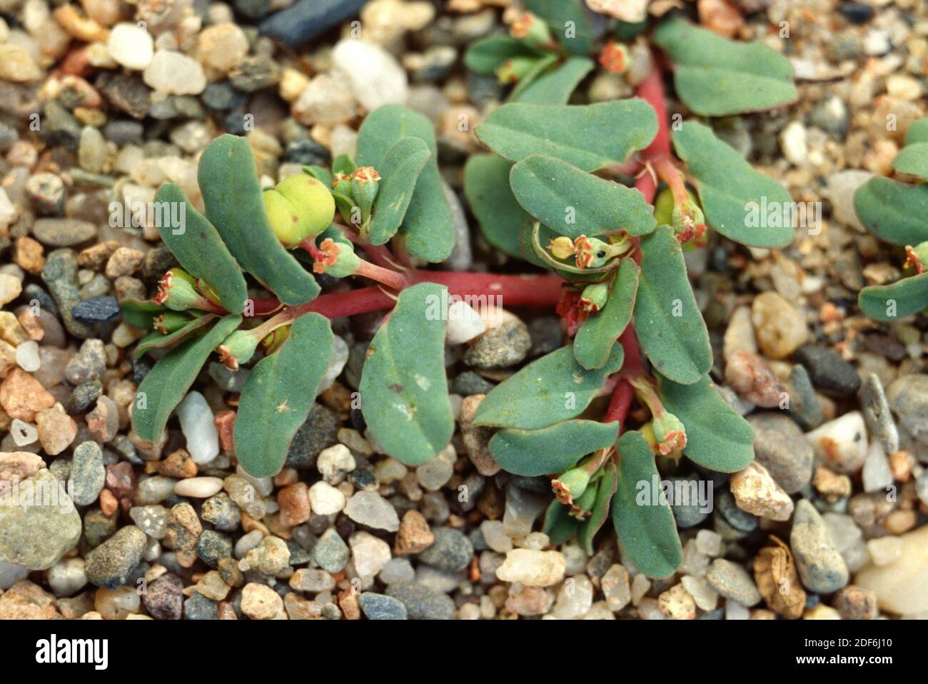 Beach spurge (Chamaesyce peplis or Euphorbia peplis) is an annual ...