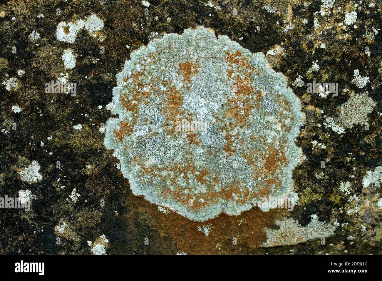 This species of Caloplaca lichen is the only one of the family to have orange ascocarps (spore bodies) with the encrusting grey thallus (main body). Stock Photo