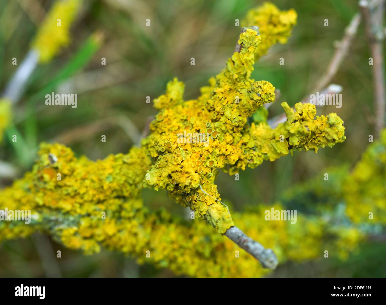 The cup-like structures in the Yellow Twig Lichen are the ascocarps, or the spore producing bodies. This Yellow Lichen is one of the most common Stock Photo