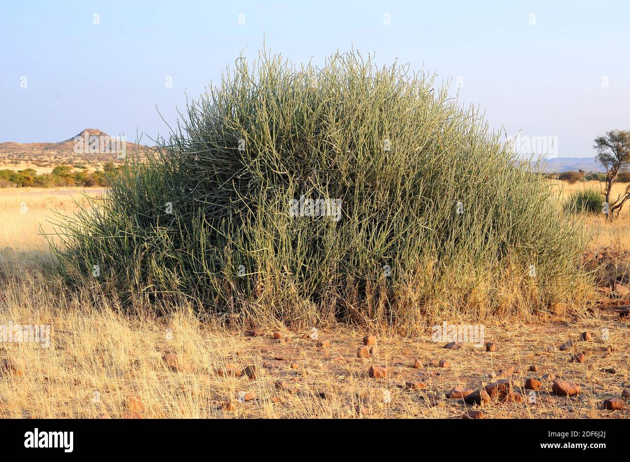Damara milk bush (Euphorbia damarana) is a lifeless shrub very