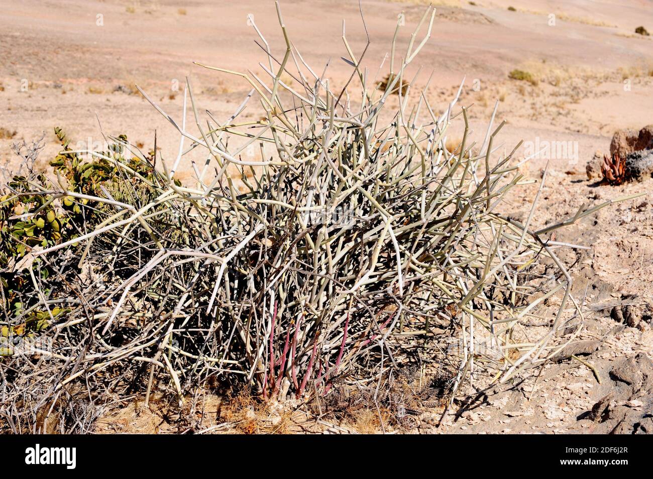 Damara milk bush (Euphorbia damarana) is a lifeless shrub very