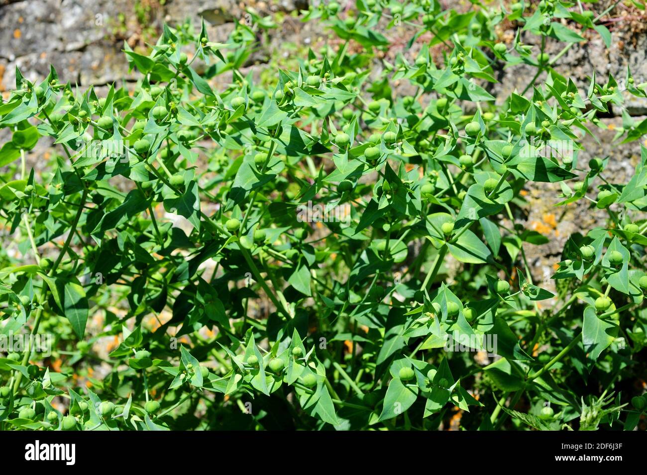 Caper spurge or paper spurge (Euphorbia lathyris) is a biennial herb native to Mediterranean