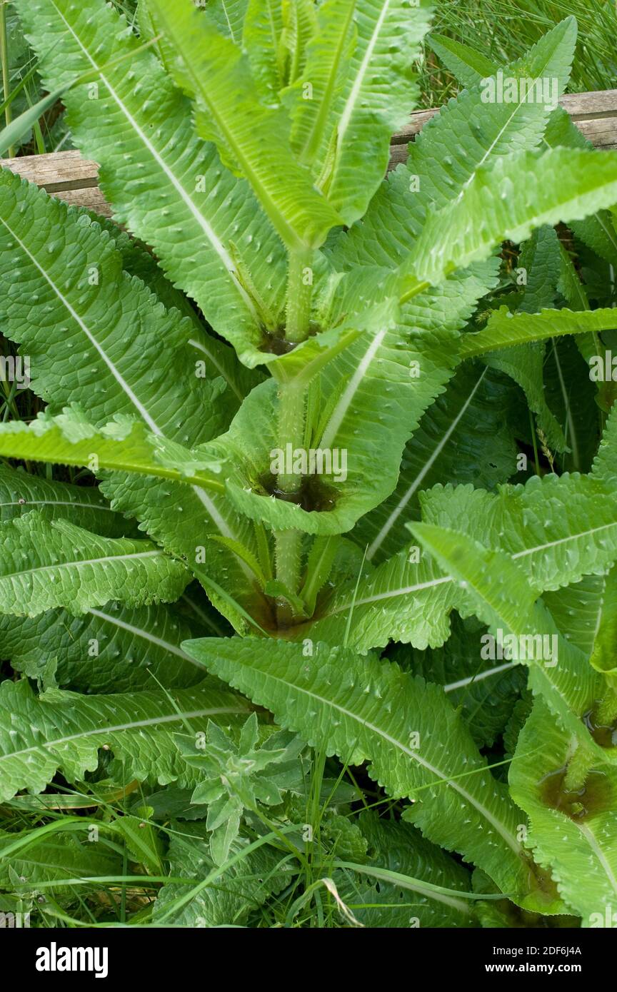 Wild teasel (Dipsacus fullonum or D. sylvestris) is a biennial plant native to Eurasia and North Africa. Rain water collected by sessile leaves Stock Photo