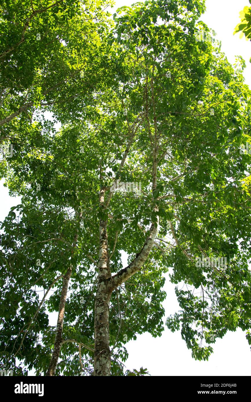 Rubber tree amazon hires stock photography and images Alamy
