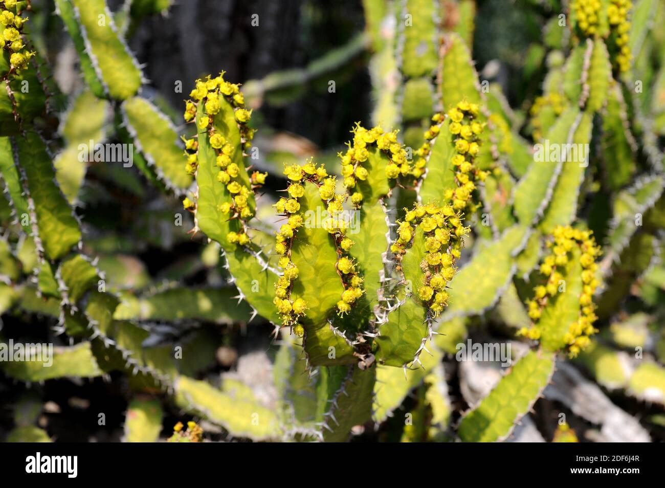 Candelabra spurge (Euphorbia pseudocactus) is a succulent and thorny
