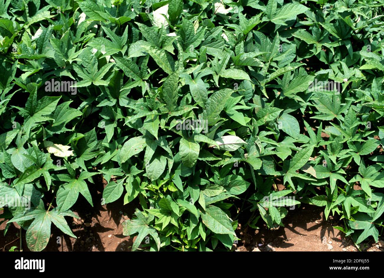 Indian yam, plant