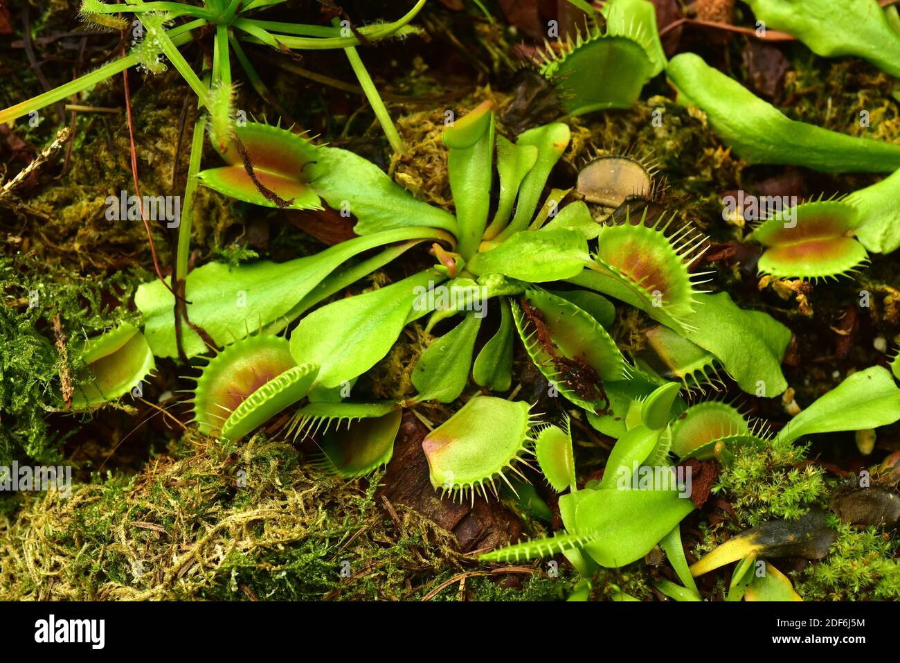 Venus flytrap (Dionaea muscipula) is a carnivorous plant native to wetlands of North and South Carolina, USA. Stock Photo