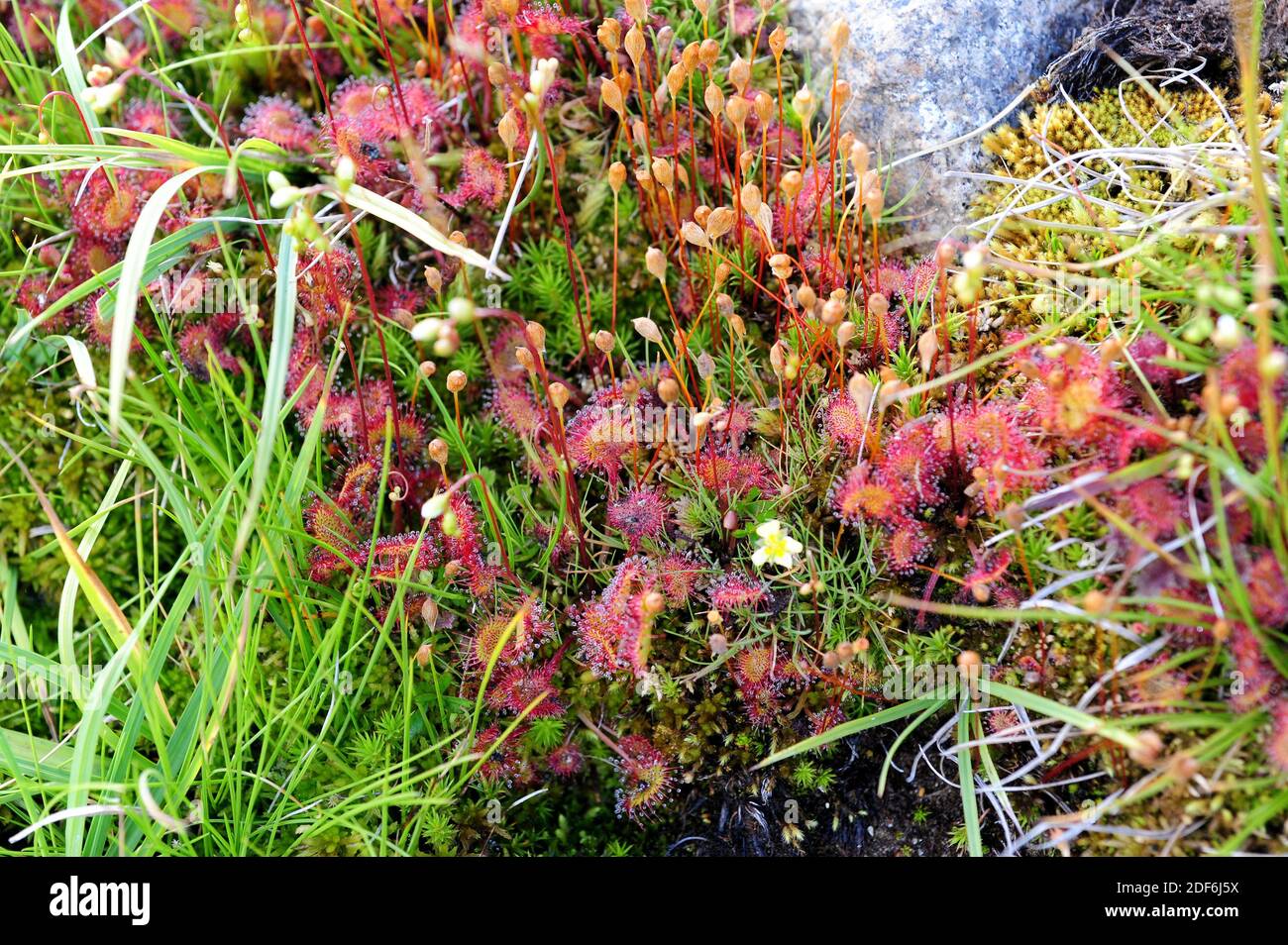 Common sundew or round-leaved sundew (Drosera rotundifolia) is a carnivorous plant with a circumboreal distribution but present in the mountains of Stock Photo