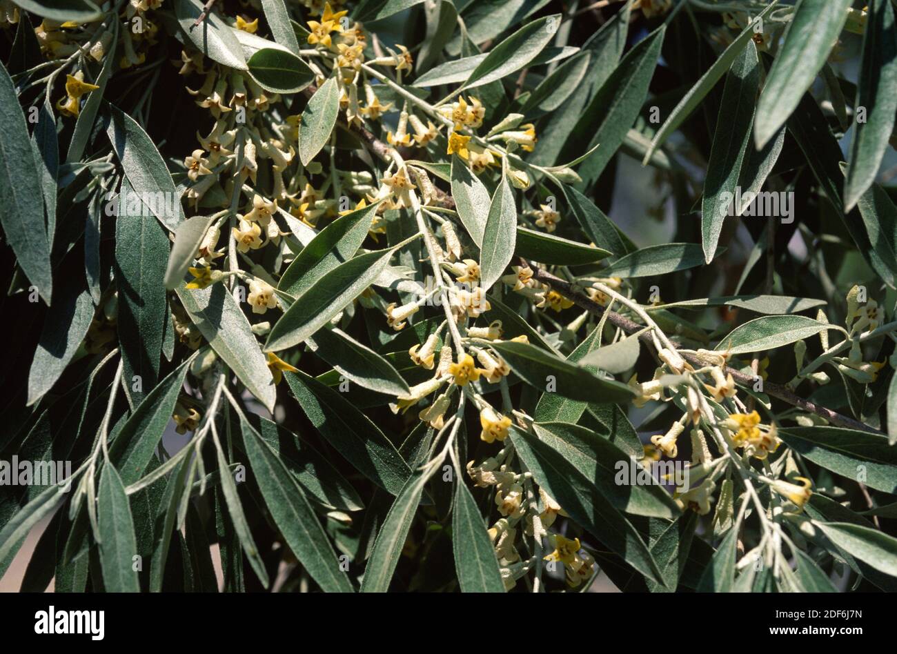 Persian olive, Russian olive or silver berry (Elaeagnus angustifolia