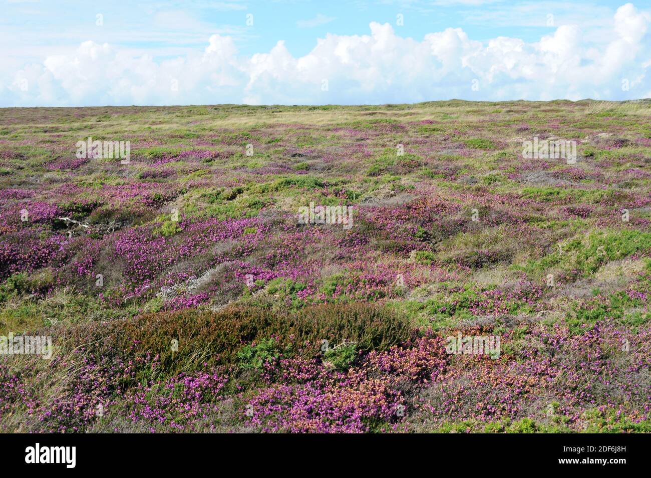 Bell heather (Erica cinerea) is a shrub native to western Europe from Spain to Norway. This photo was taken in Losmarchs, Brittany, France. Stock Photo