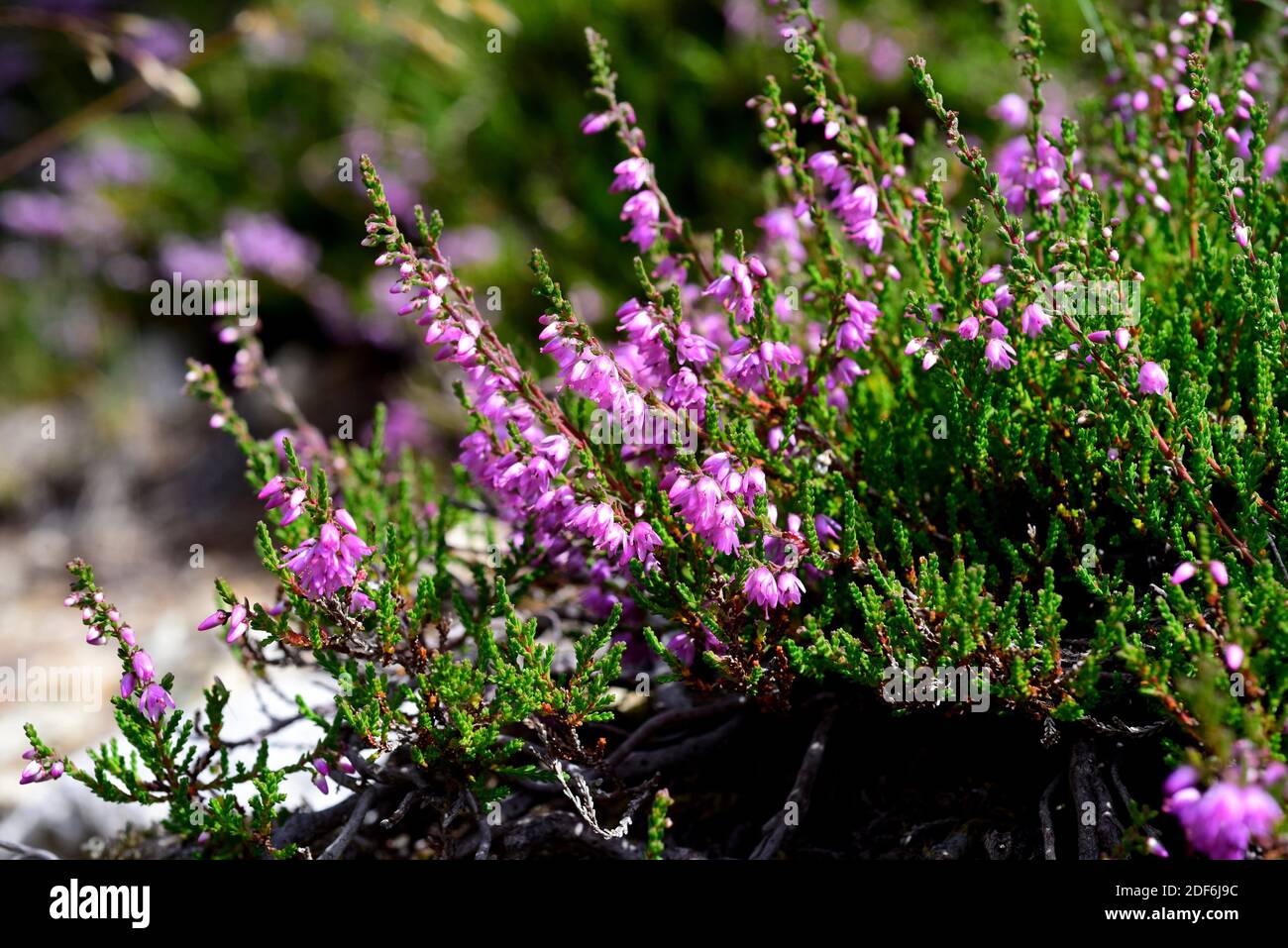 Ling heather new forest hi-res stock photography and images - Alamy