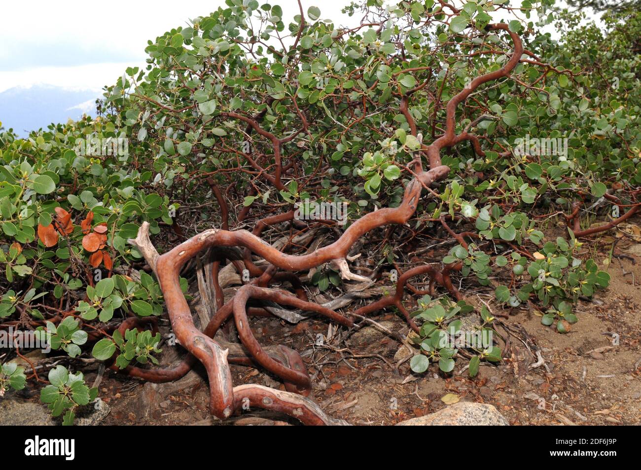 Common manzanita or whiteleaf manzanita (Arctostaphylos manzanita) is a shrub endemic to California. This photo was taken in Sequoia-Kings Canyon Stock Photo
