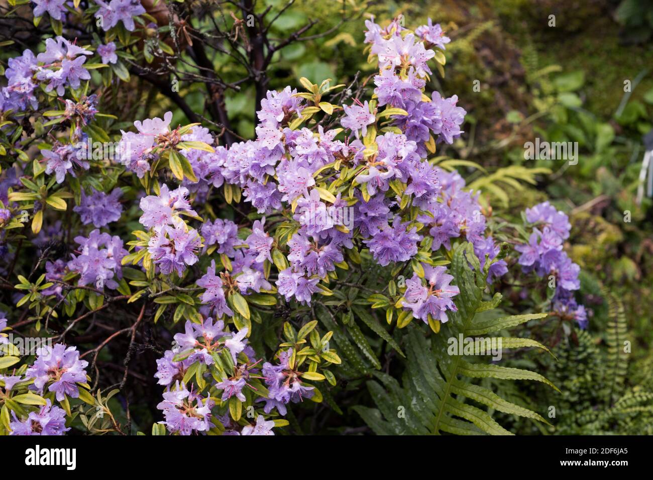 Rhododendron hippophaeoides is an ornamental shrub native to China. Stock Photo