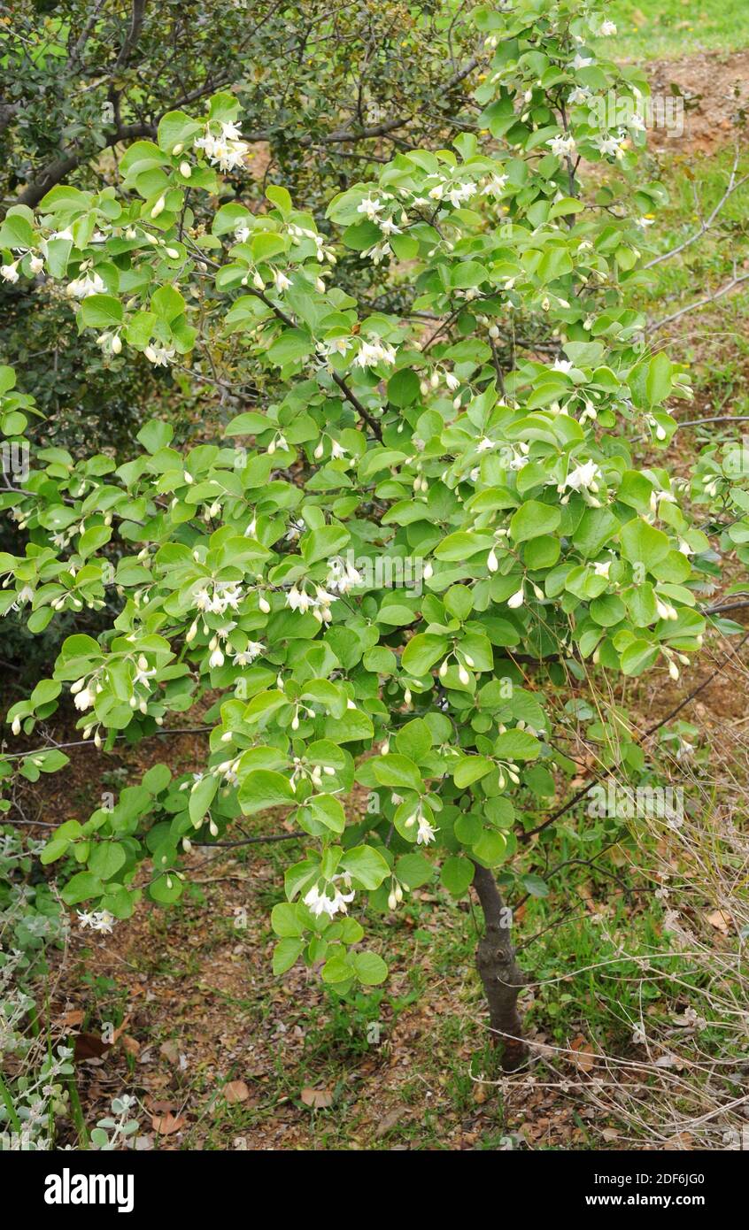 Friar balsam or storax (Styrax officinalis) is a deciduous shrub native