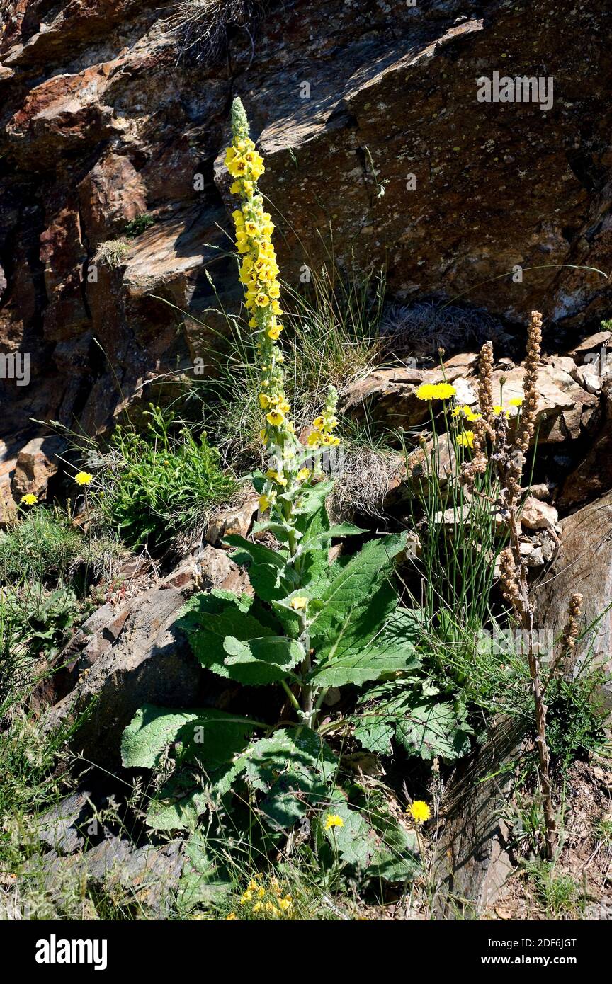 Common mullein (Verbascum thapsus) is a biennial plant native to Europe