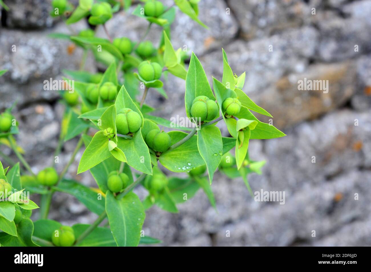 Caper spurge or paper spurge (Euphorbia lathyris) is a biennial herb native to Mediterranean