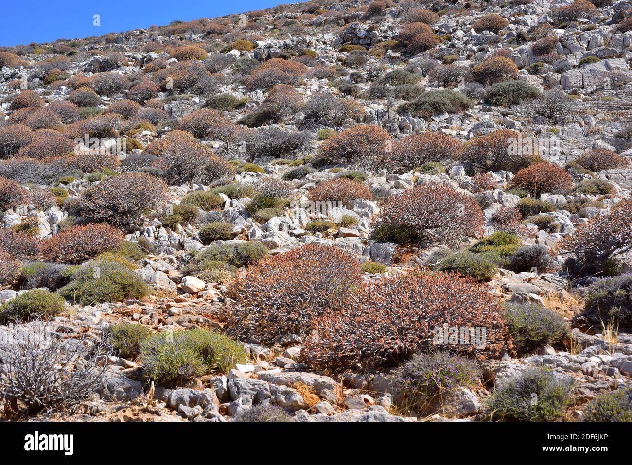 Tree spurge (Euphorbia dendroides) is a shrub native to Mediterranean coastline. This photo was taken in Folegandros Island, Greece. Stock Photo