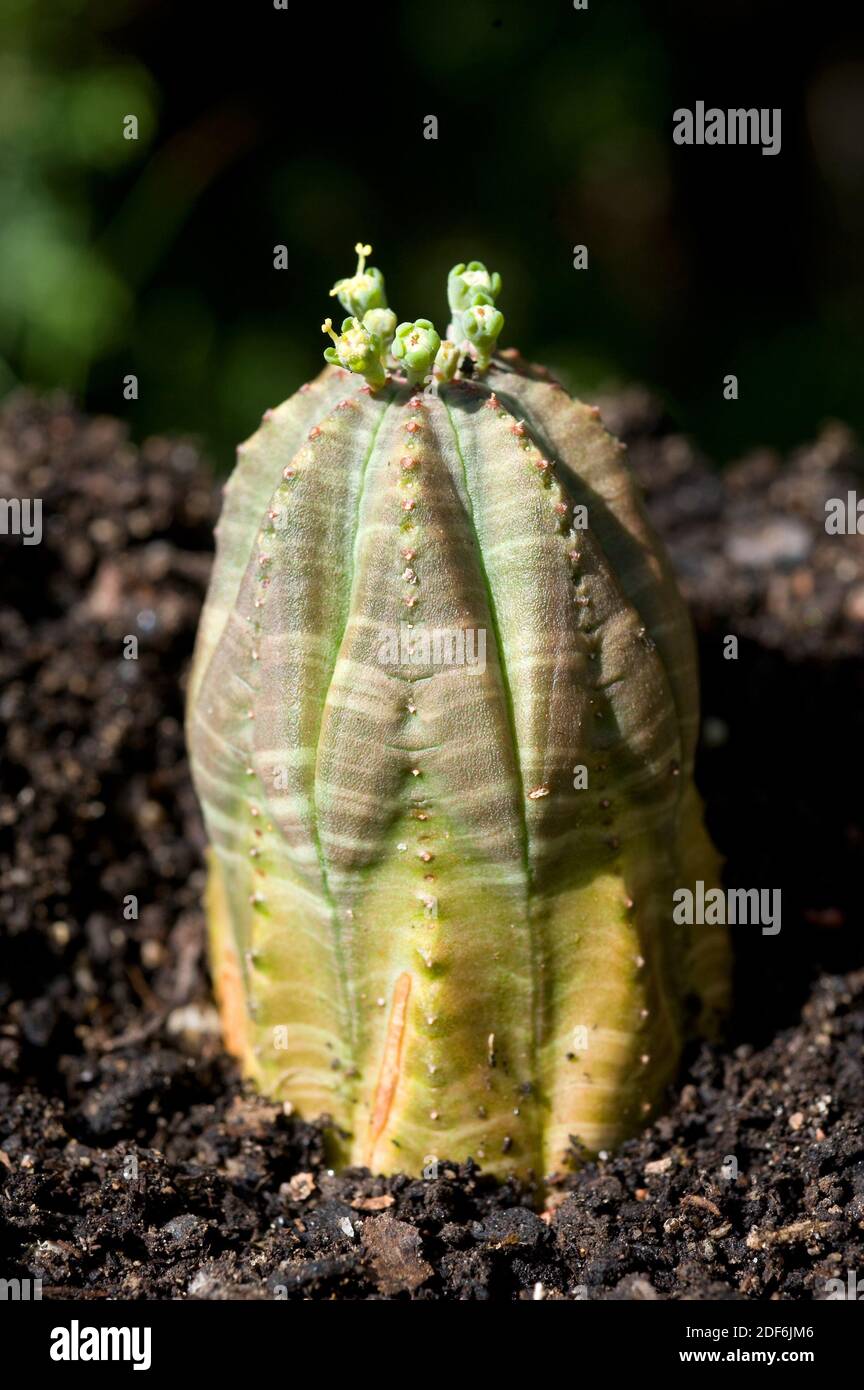Baseball plant (Euphorbia obesa) is an endangered plant native to South
