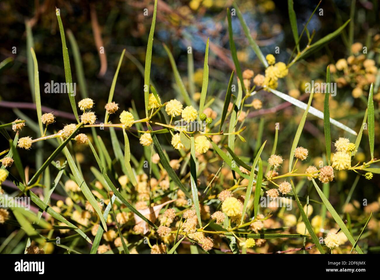 Sticky wattle or hop leaved wattle (Acacia dodonaeifolia) is a shrub native to Australia. Flowers and leaves (phyllodes) detail. Stock Photo