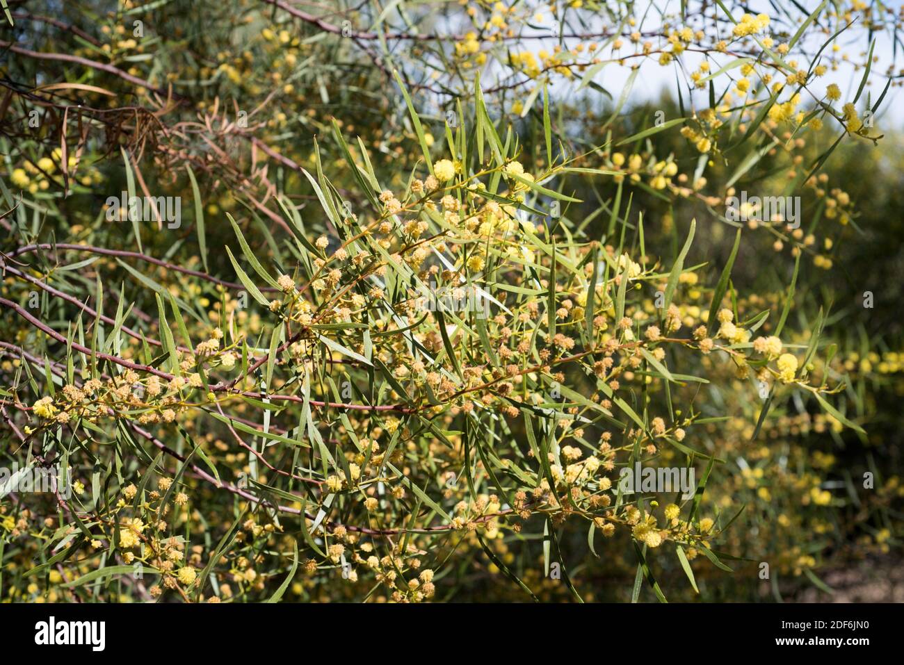 Sticky wattle or hop leaved wattle (Acacia dodonaeifolia) is a shrub native to Australia. Flowers and leaves (phyllodes) detail. Stock Photo