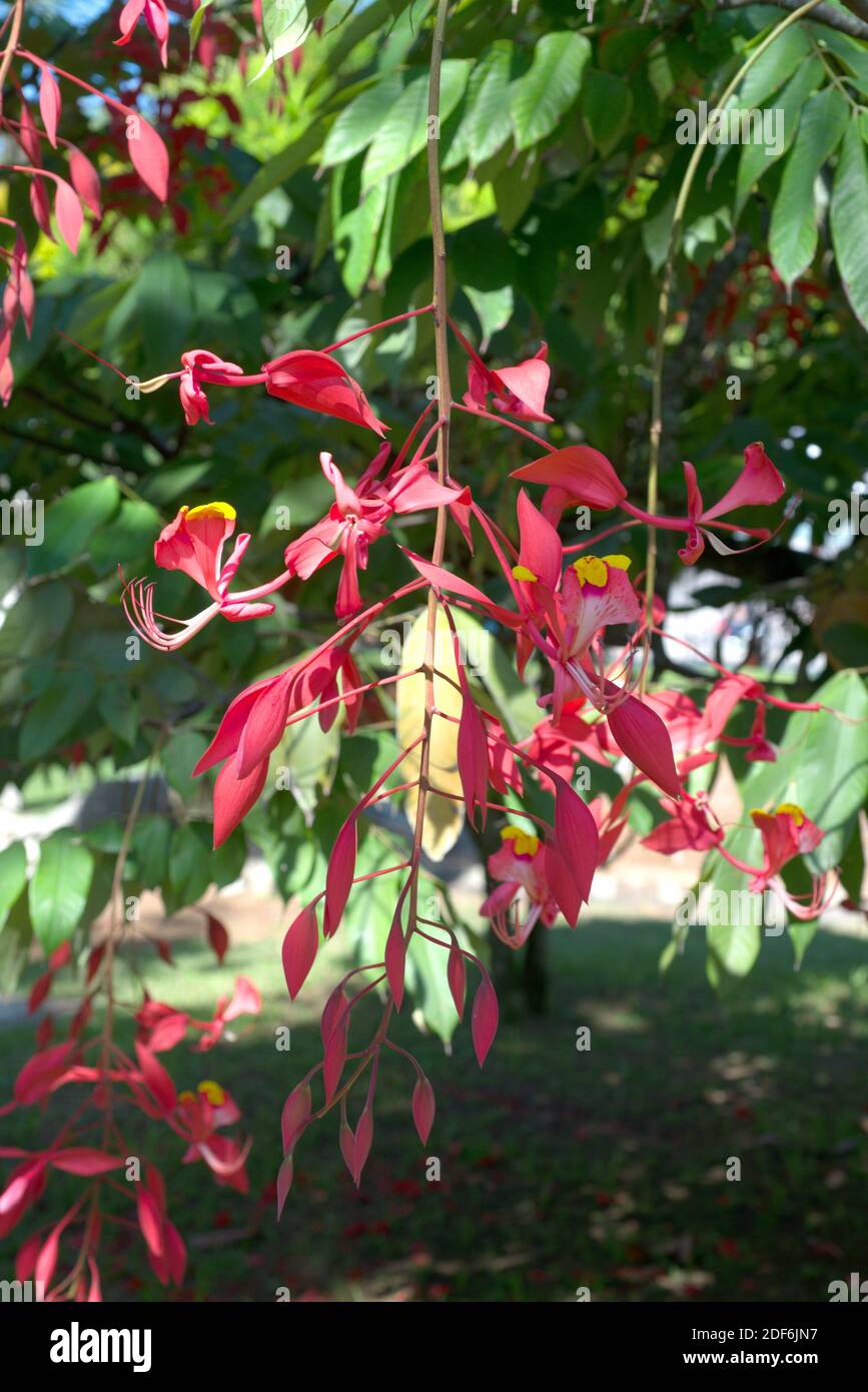 Pride of Burma (Amherstia nobilis) is an ornamental tree native to Myanmar. Stock Photo