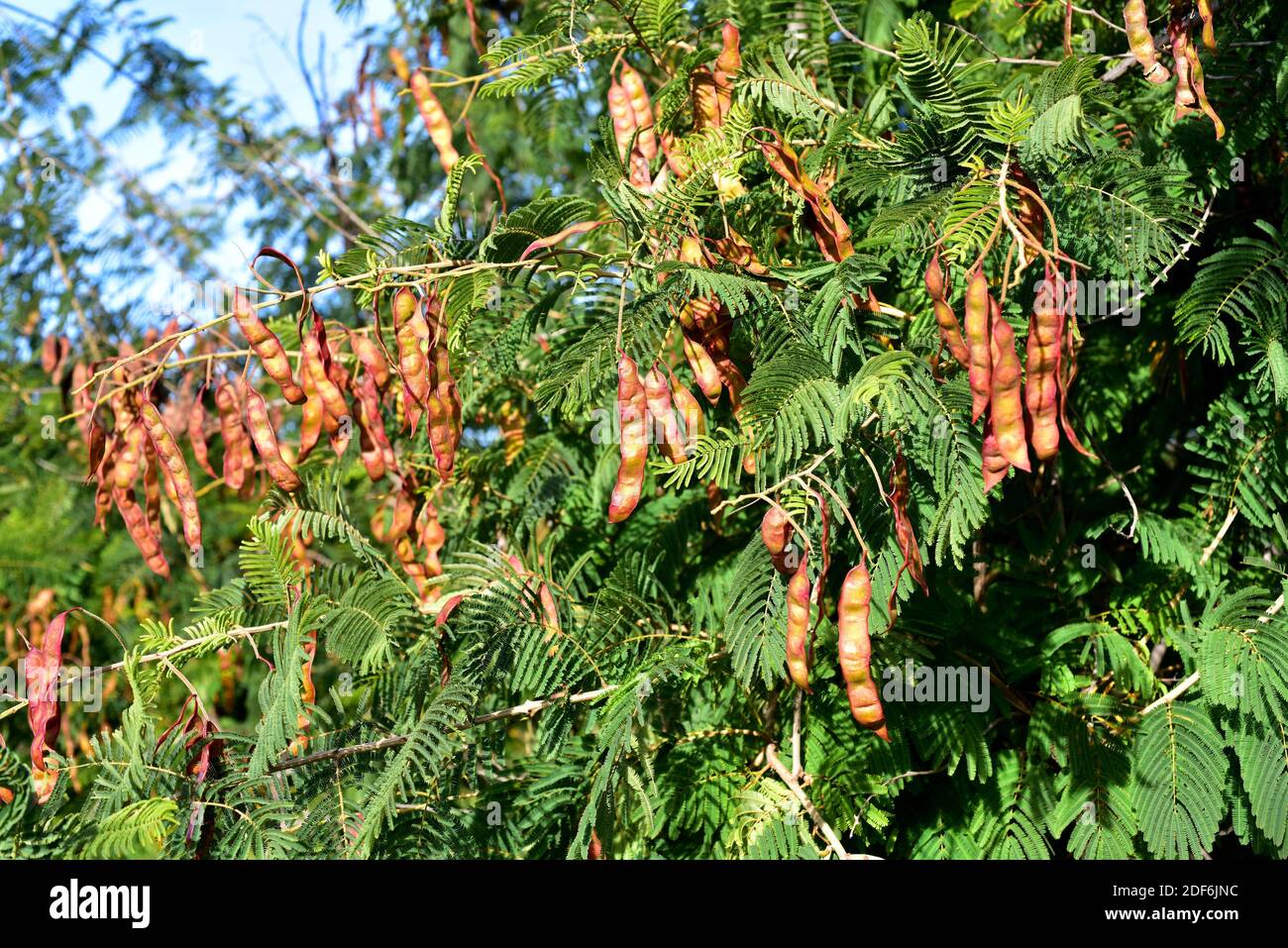 Flame thorn (Senegalia ataxacantha or Acacia ataxacantha) is a big shrub or small tree native to sub-Saharan Africa. Fruits (legumes) and leaves Stock Photo