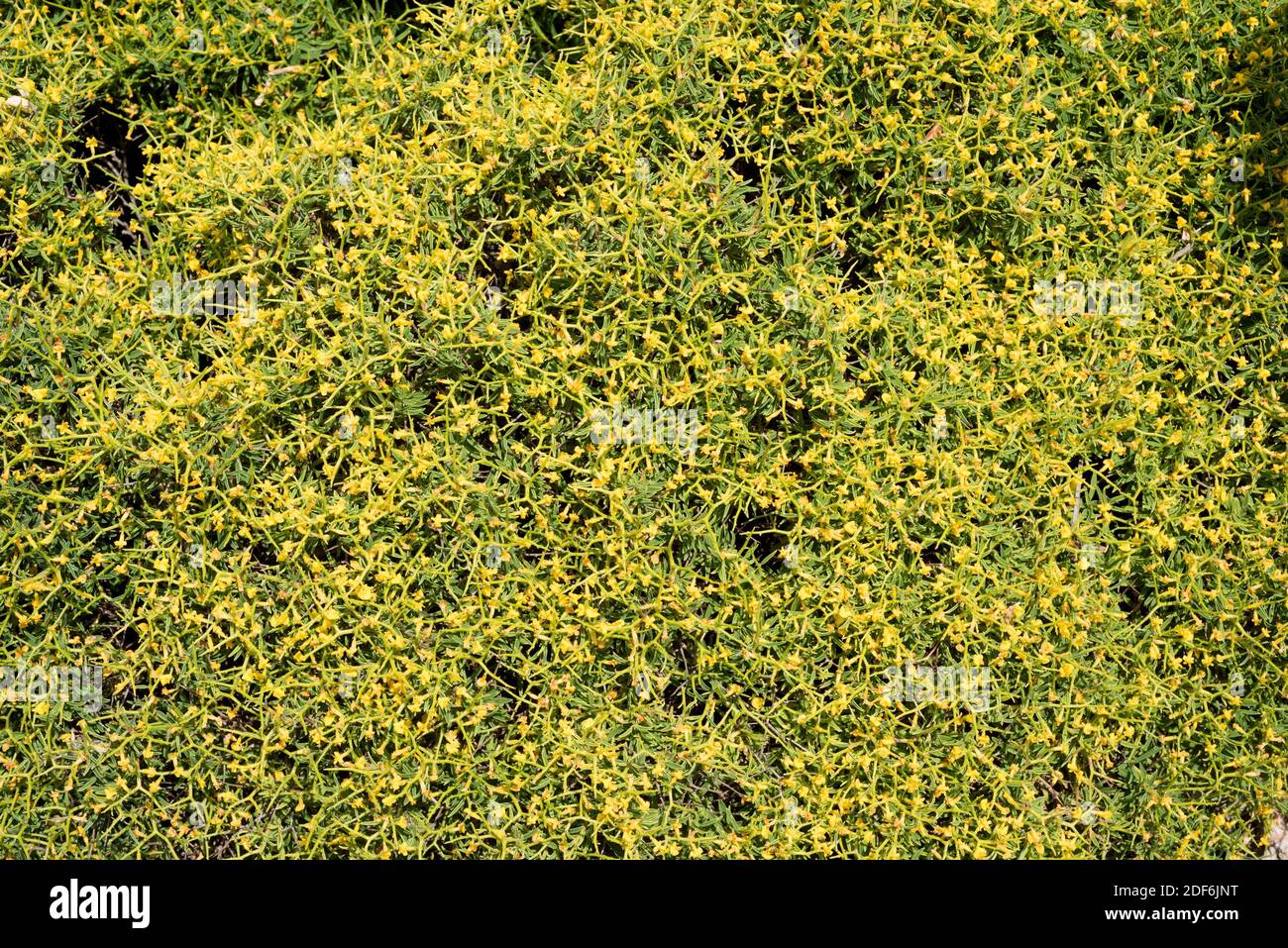Socarrell gros (Anthyllis hystrix) is a cushion-like spiny bush endemic to Menorca Island, Balearic Islands, Spain. Stock Photo