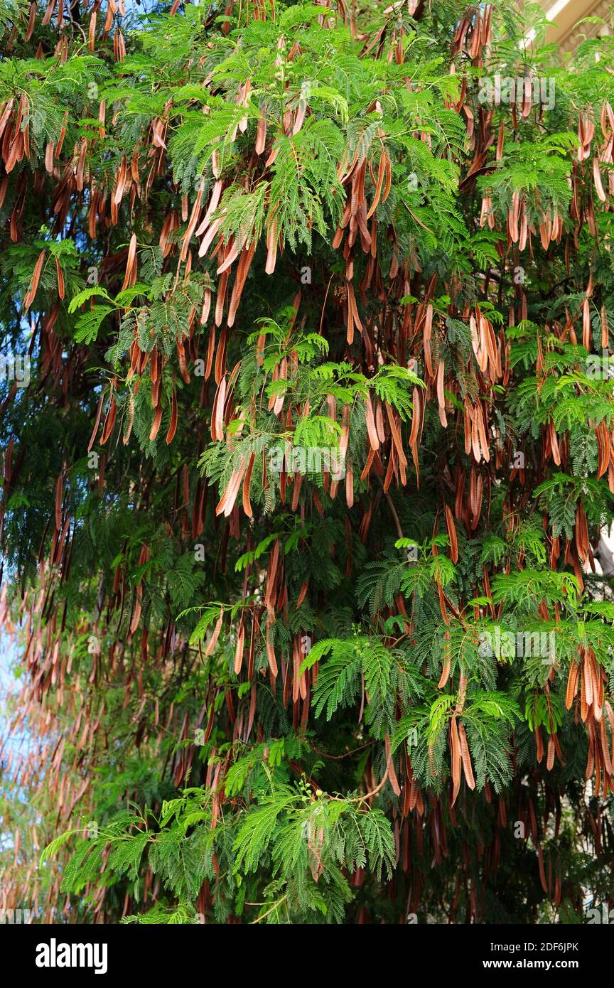 Siris tree cheap
